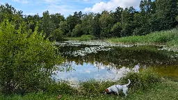 St&auml;vie Dammar